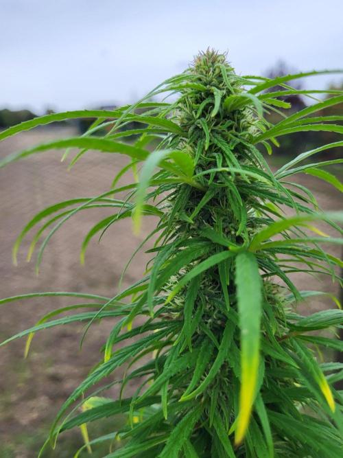 Ultra Early Love outdoor grow. Week 16