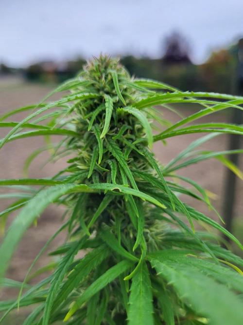 Ultra Early Love outdoor grow. Week 16