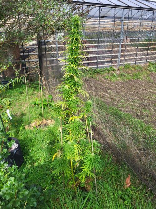 Ultra Early Love outdoor grow. Week 16
