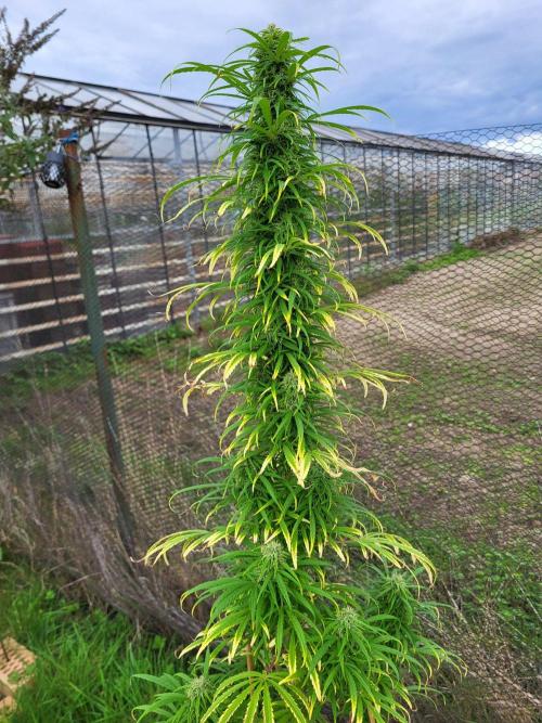 Ultra Early Love outdoor grow. Week 17