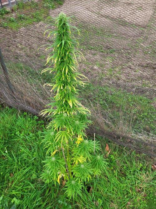 Ultra Early Love outdoor grow. Week 17