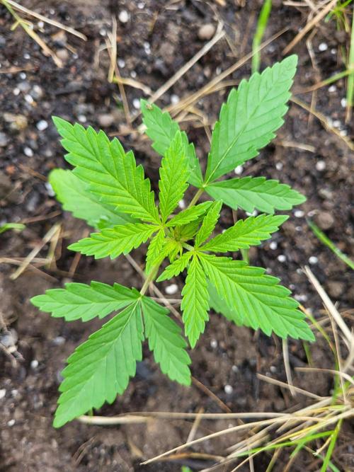 Ultra Early Love outdoor grow. Week 4