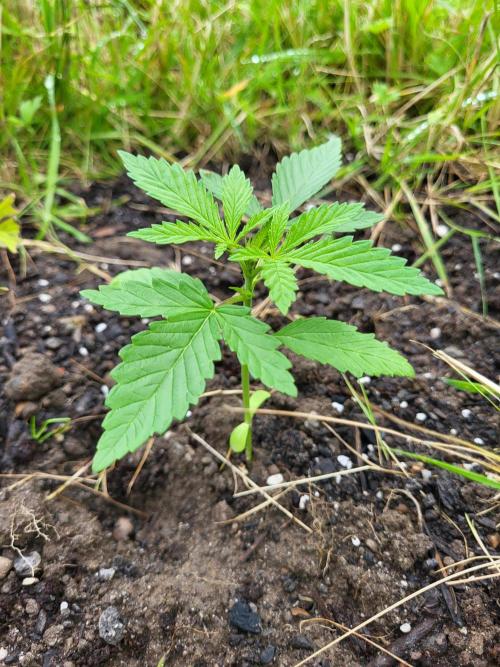 Ultra Early Love outdoor grow. Week 4