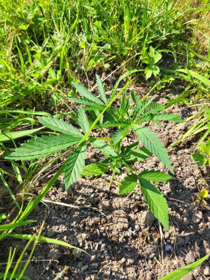 Ultra Early Love outdoor grow. Week 5