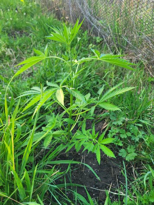 Ultra Early Love outdoor grow. Week 6