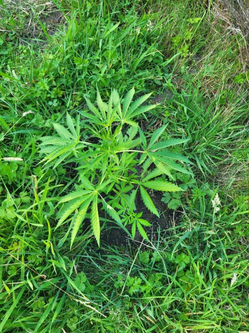 Ultra Early Love outdoor grow. Week 6