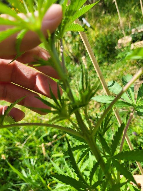 Ultra Early Love outdoor grow. Week 7