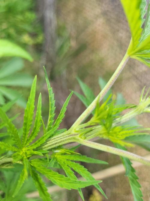 Ultra Early Love outdoor grow. Week 7