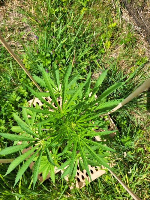 Ultra Early Love outdoor grow. Week 7