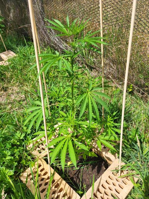 Ultra Early Love outdoor grow. Week 7