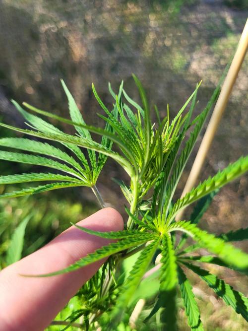 Ultra Early Love outdoor grow. Week 8
