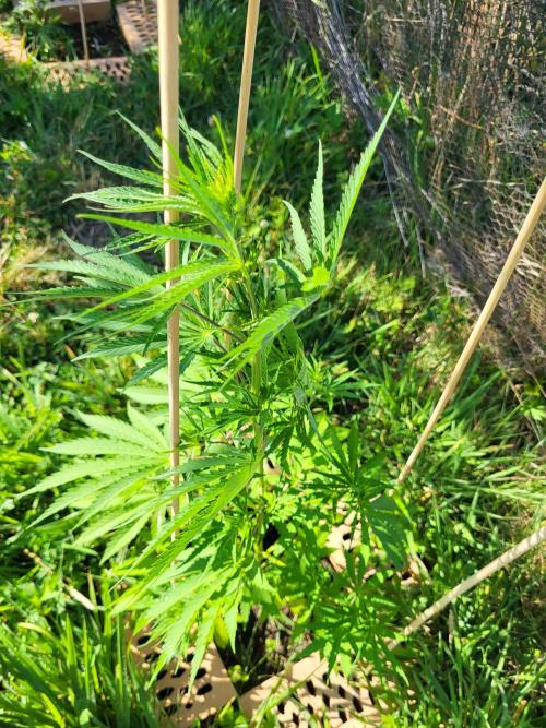 Ultra Early Love outdoor grow. Week 8