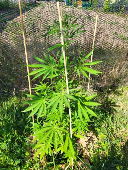 Ultra Early Love outdoor grow. Week 8