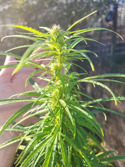 Ultra Early Love outdoor grow. Week 13