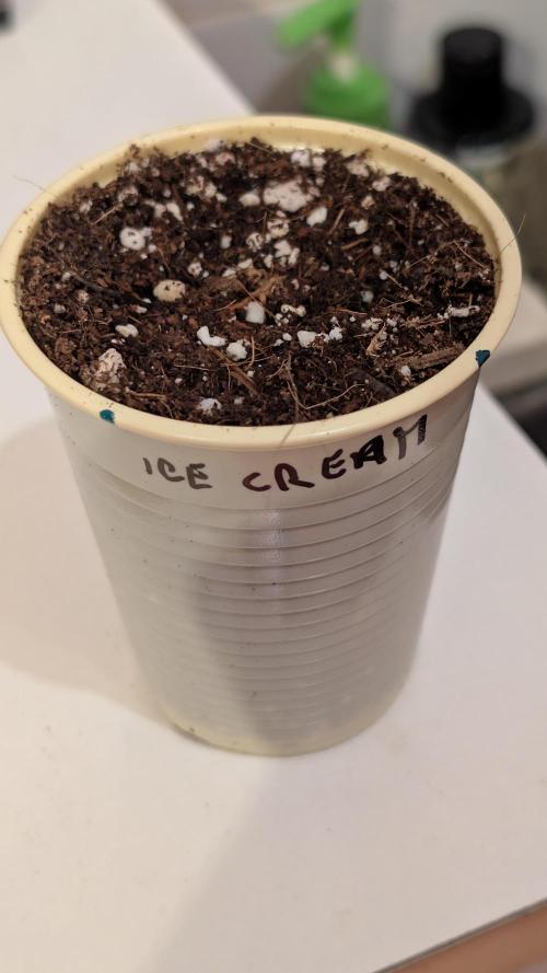 Druhý Mušketýr Round 1.. Week 0