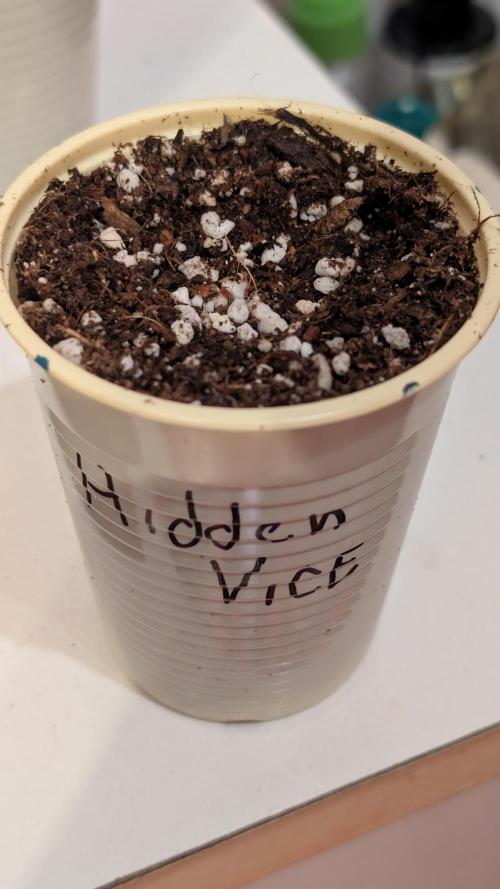 Třetí Mušketýr Round 1.. Week 0