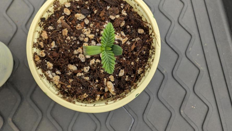 Třetí Mušketýr Round 1.. Week 1