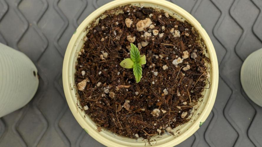 První Mušketýr Round 1.. Week 1