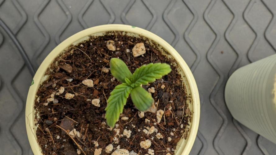 Druhý Mušketýr Round 1.. Week 1