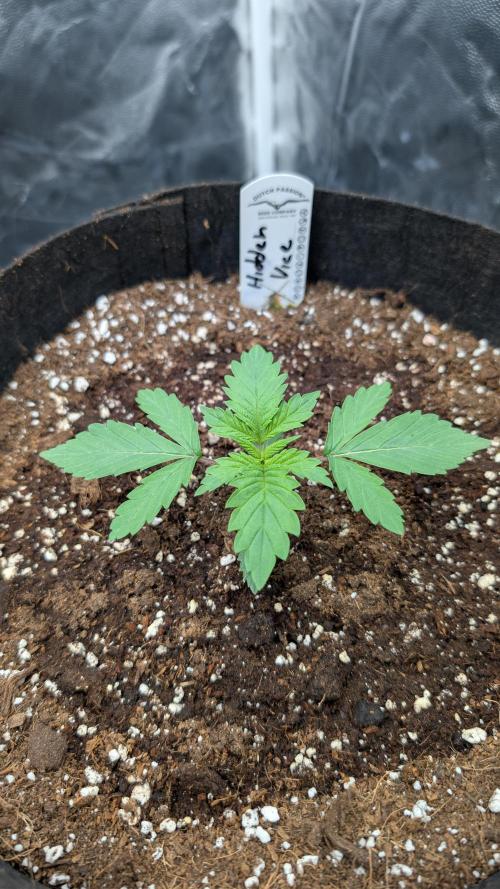 Třetí Mušketýr Round 1.. Week 2