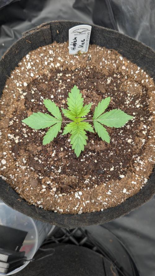 Třetí Mušketýr Round 1.. Week 2