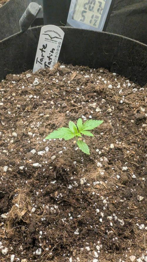 První Mušketýr Round 1.. Week 2