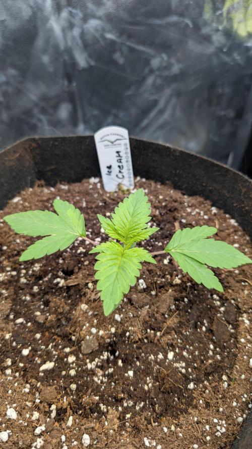 Druhý Mušketýr Round 1.. Week 2