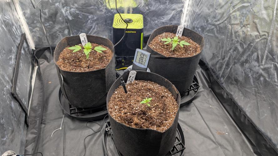 Druhý Mušketýr Round 1.. Week 2