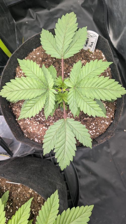 Třetí Mušketýr Round 1.. Week 3