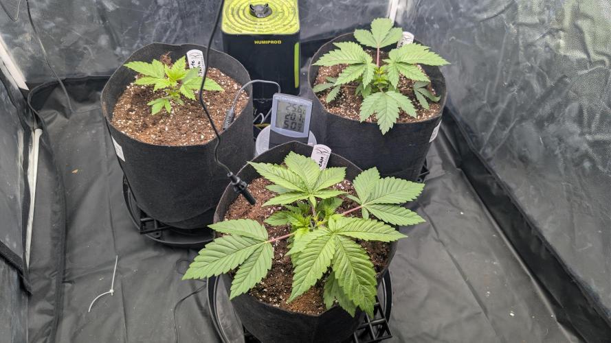 Druhý Mušketýr Round 1.. Week 3