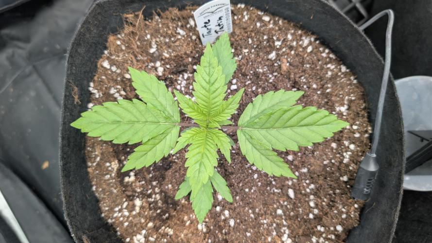 První Mušketýr Round 1.. Week 3