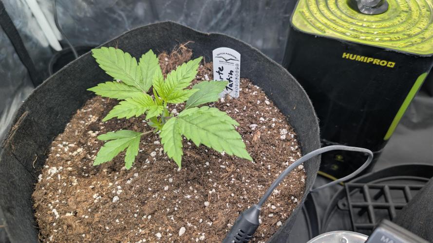 První Mušketýr Round 1.. Week 3