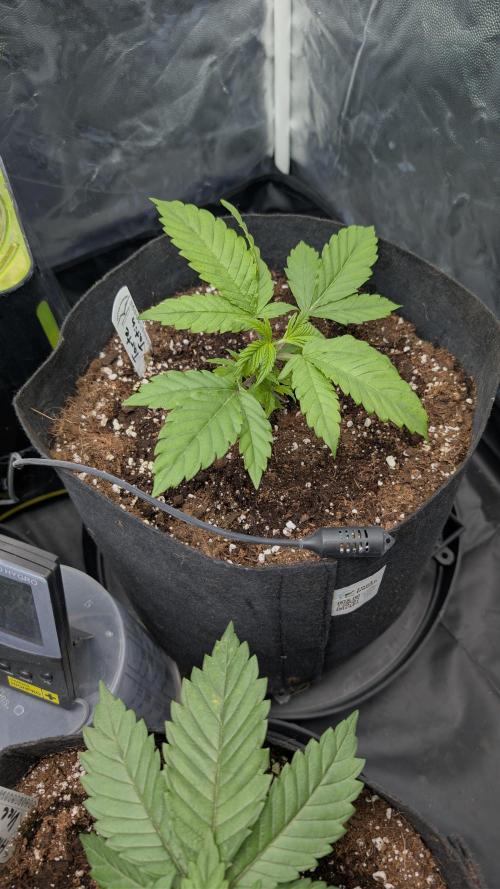 První Mušketýr Round 1.. Week 3