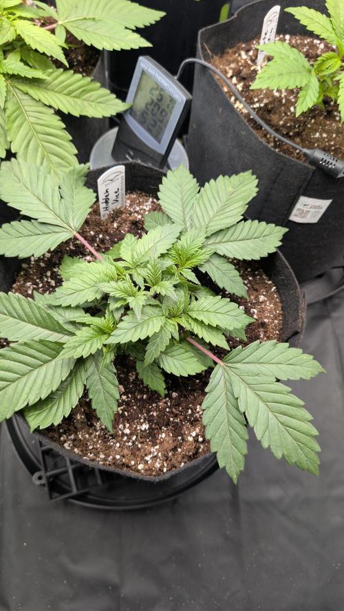 Třetí Mušketýr Round 1.. Week 4