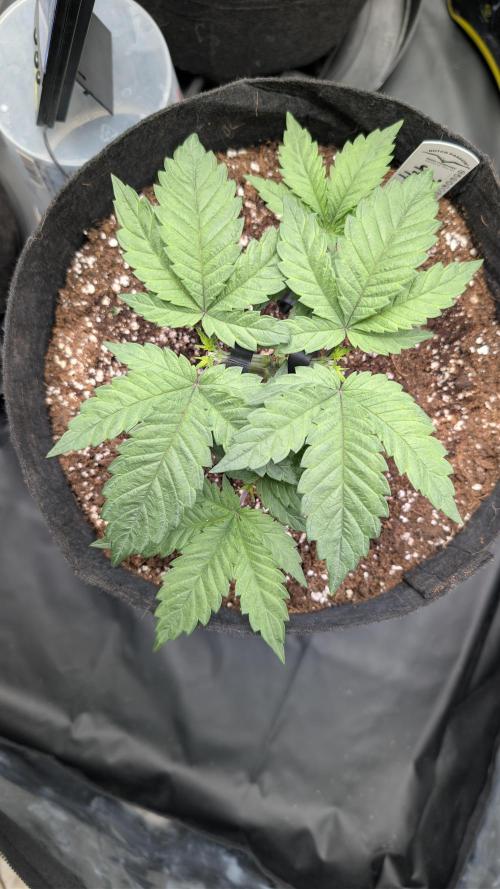 Třetí Mušketýr Round 1.. Week 4