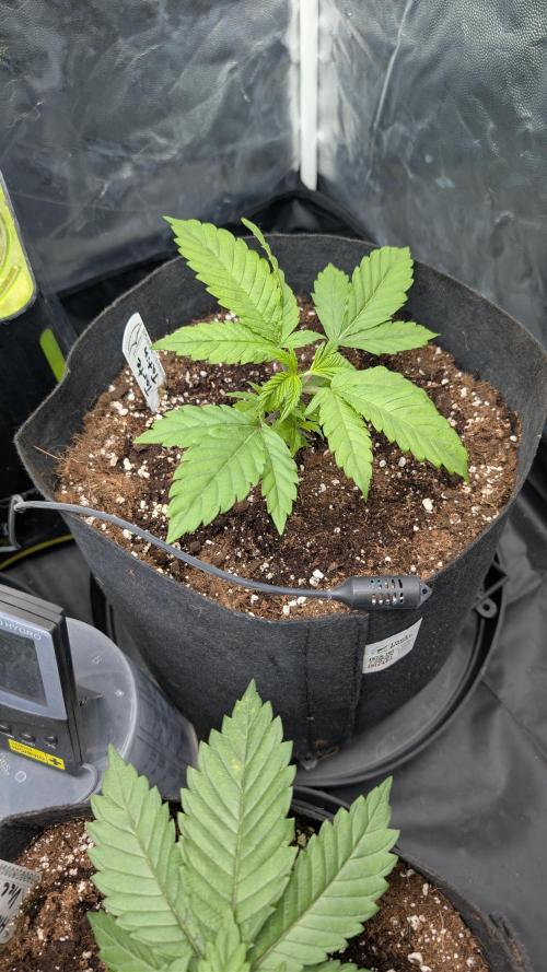 První Mušketýr Round 1.. Week 4