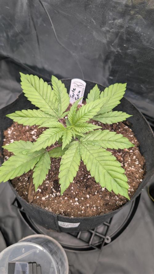 První Mušketýr Round 1.. Week 4