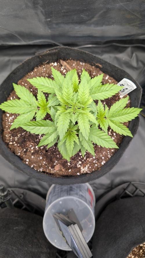 První Mušketýr Round 1.. Week 4