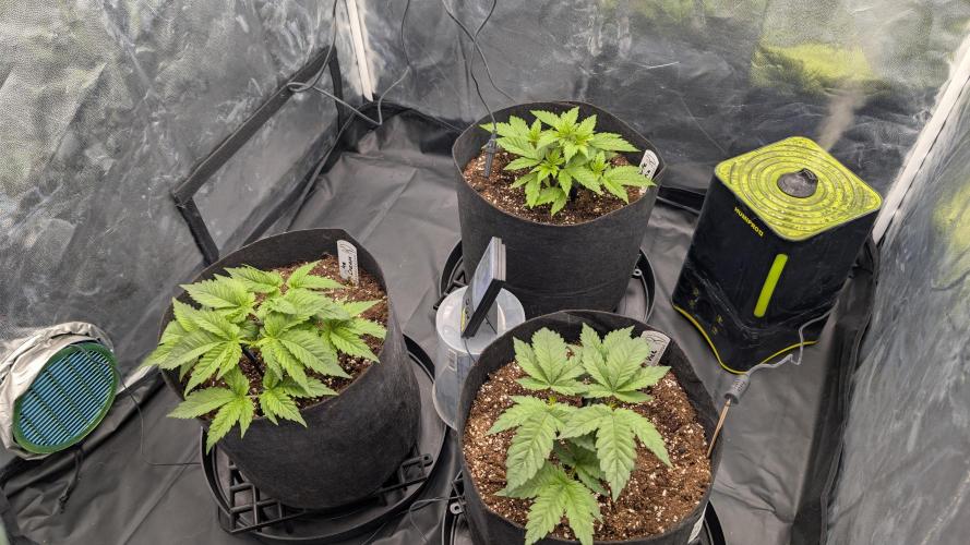 První Mušketýr Round 1.. Week 4