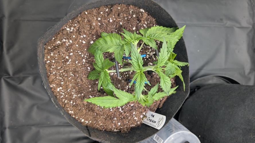 Druhý Mušketýr Round 1.. Week 4