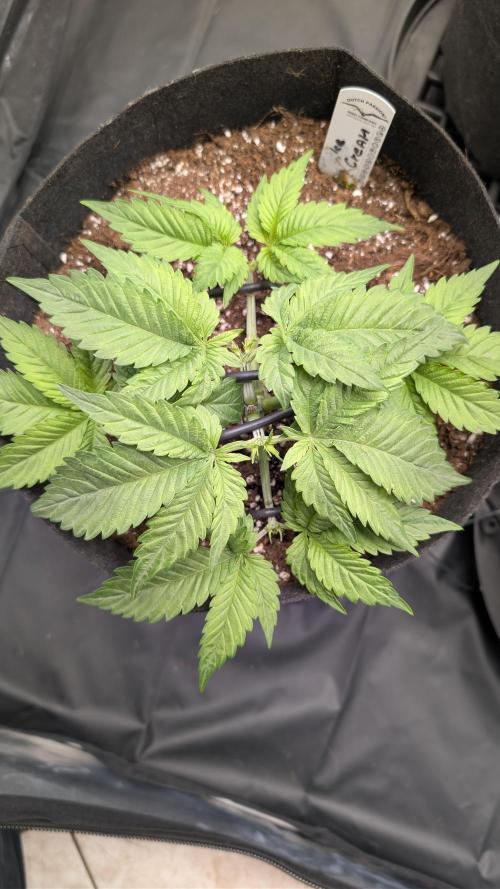 Druhý Mušketýr Round 1.. Week 4