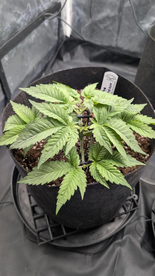 Druhý Mušketýr Round 1.. Week 4