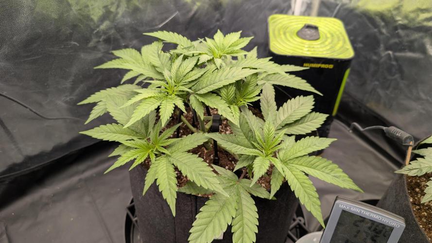 První Mušketýr Round 1.. Week 5