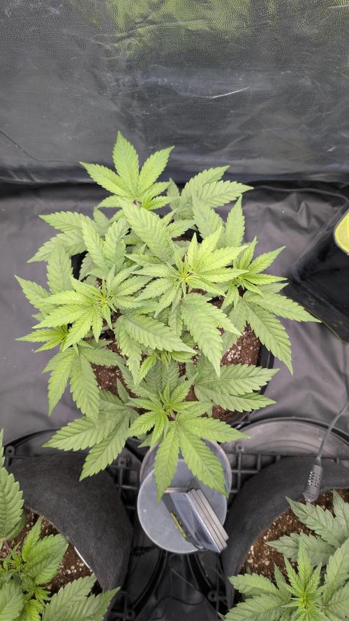 První Mušketýr Round 1.. Week 5