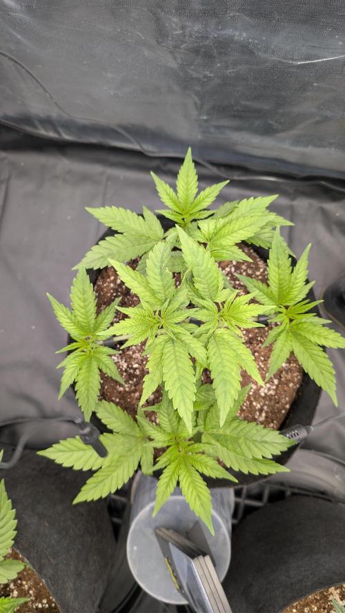 První Mušketýr Round 1.. Week 5