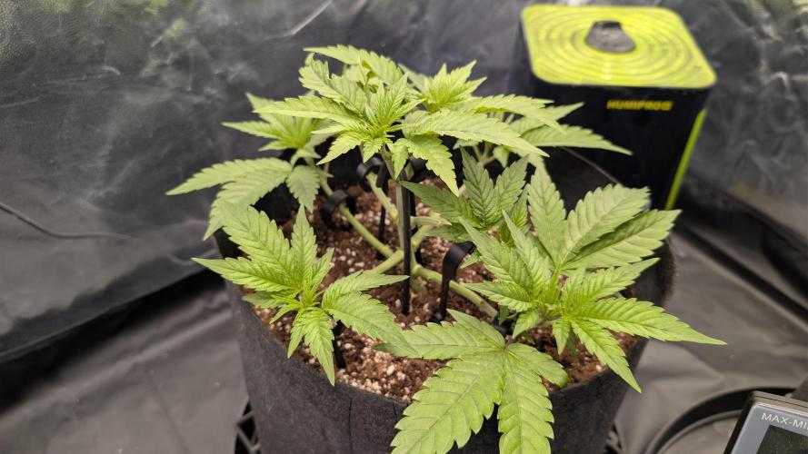 První Mušketýr Round 1.. Week 5