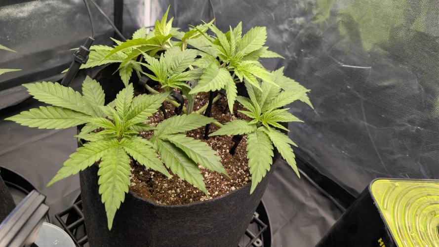 První Mušketýr Round 1.. Week 5