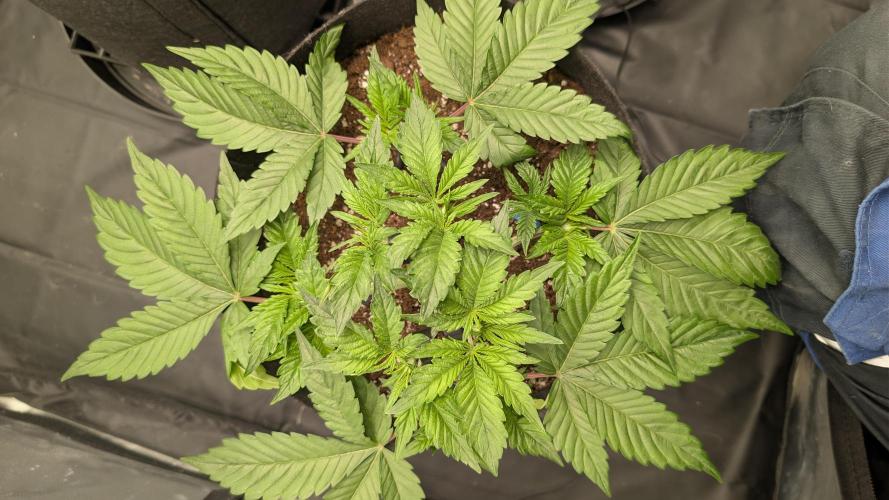 Druhý Mušketýr Round 1.. Week 5