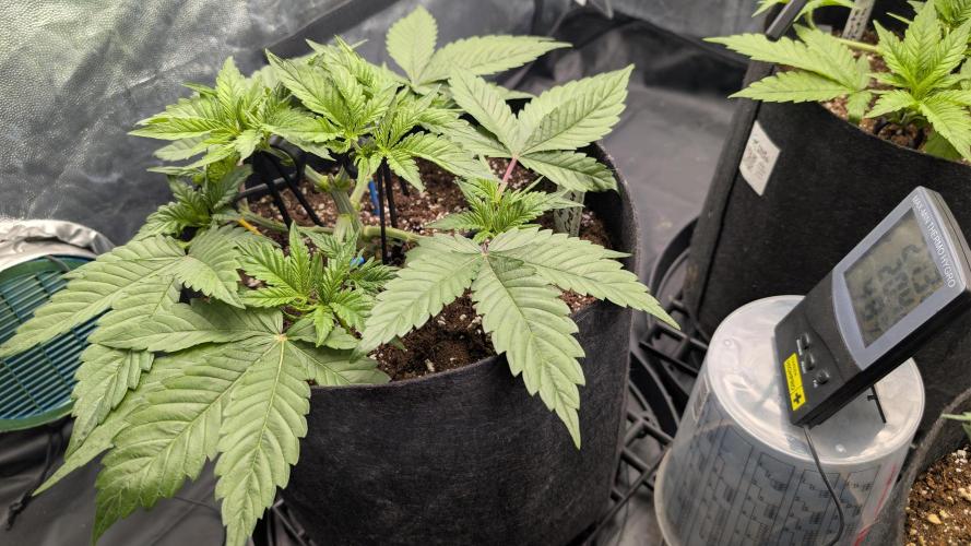 Druhý Mušketýr Round 1.. Week 5