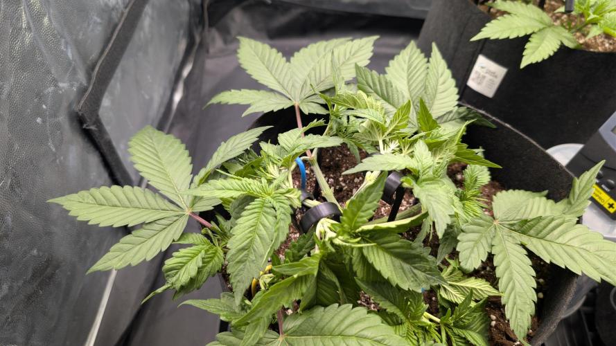 Druhý Mušketýr Round 1.. Week 5